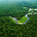 Floresta Amazonica imagem