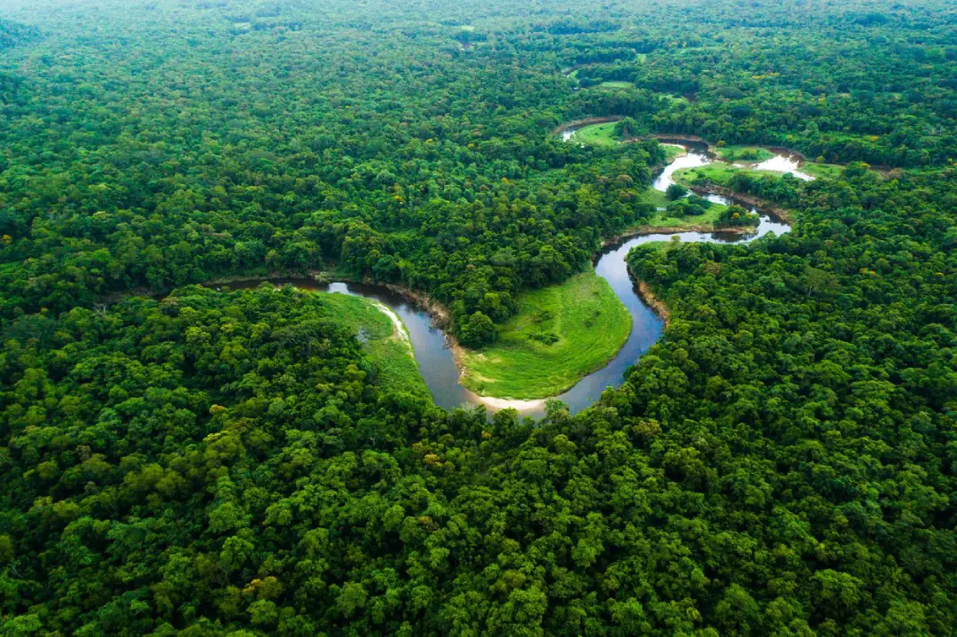 Floresta Amazonica imagem