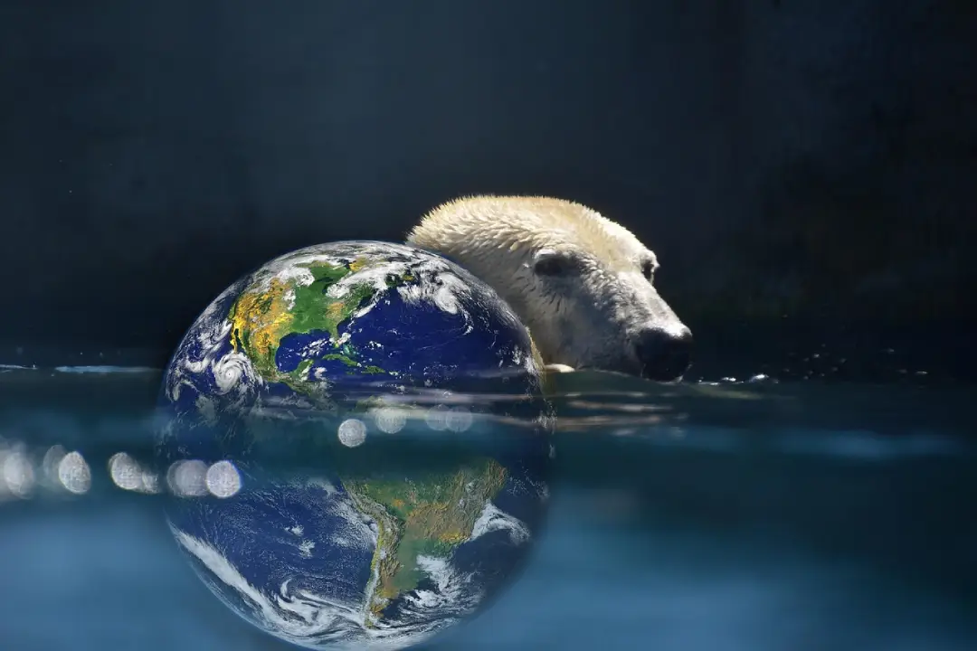 Urso polar e planate imagem